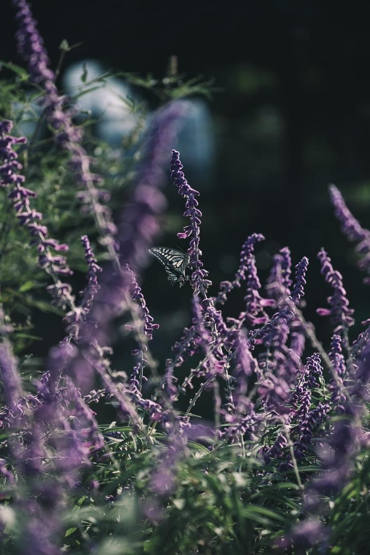 日独融合！中身もライカ！Leica Elmar-c 90mm F4