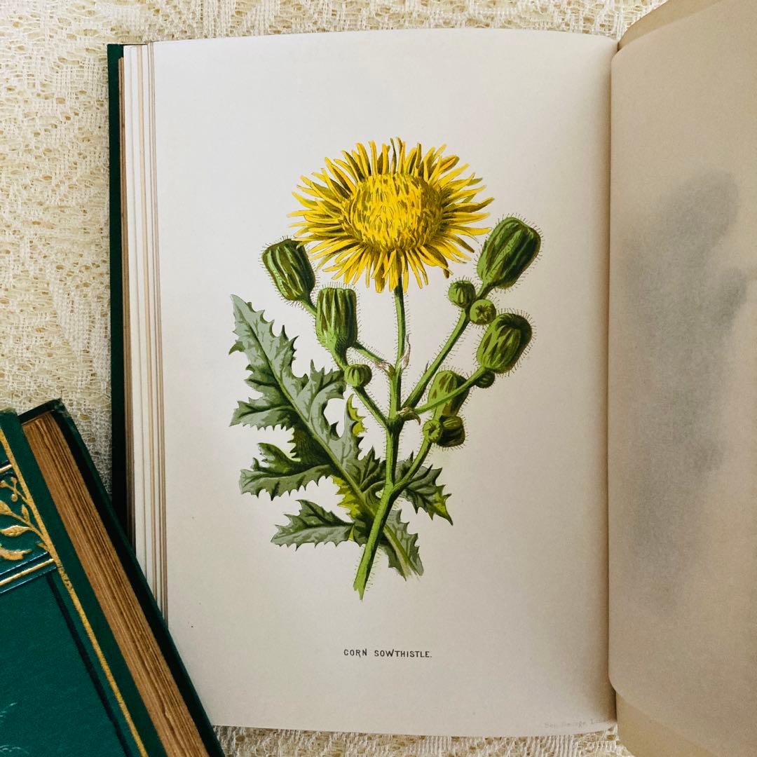 Familiar Wild Flowers　希少なアンティーク植物図鑑　洋書古書
