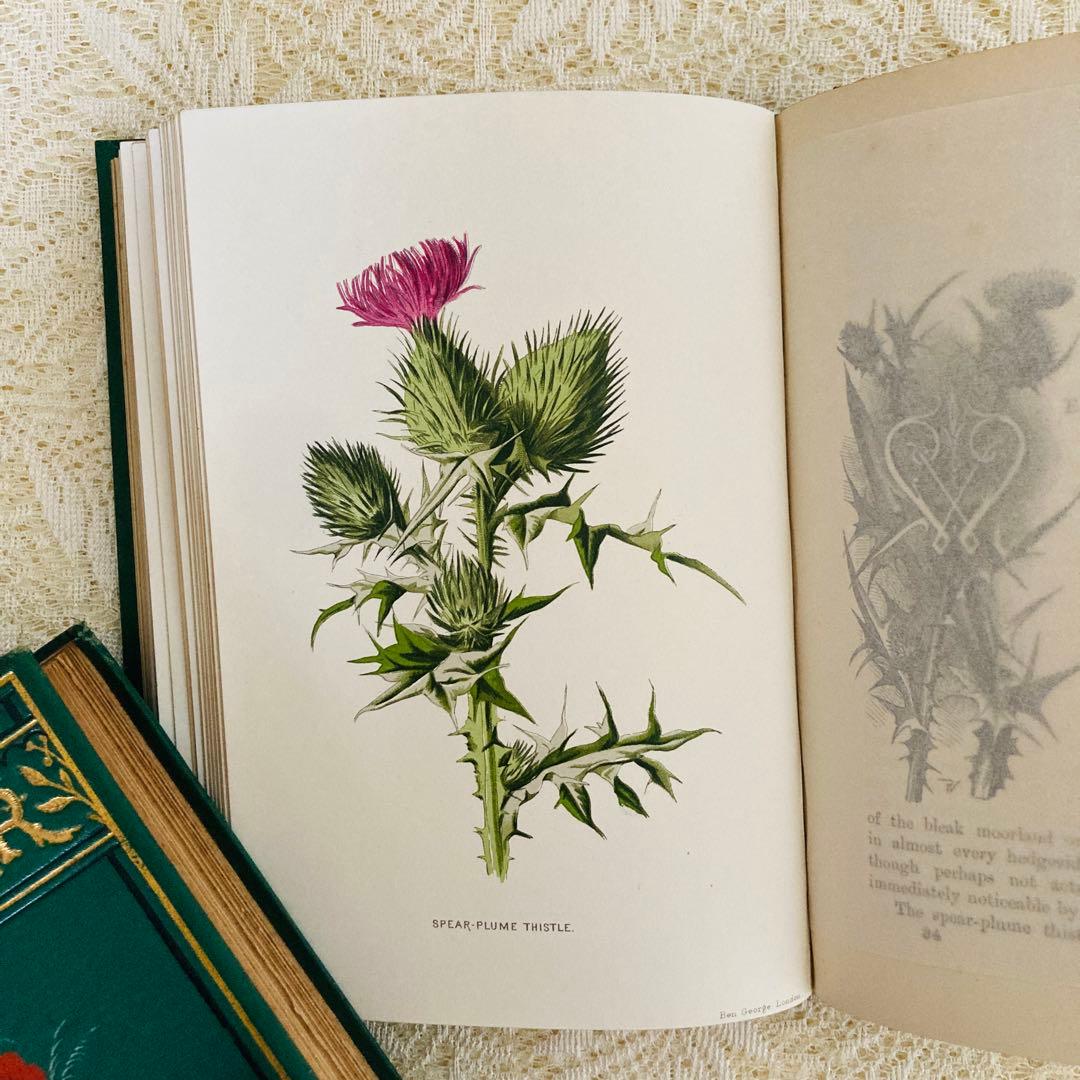 Familiar Wild Flowers　希少なアンティーク植物図鑑　洋書古書