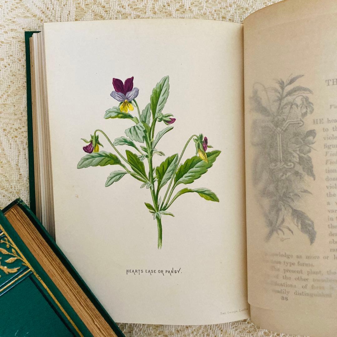 Familiar Wild Flowers　希少なアンティーク植物図鑑　洋書古書