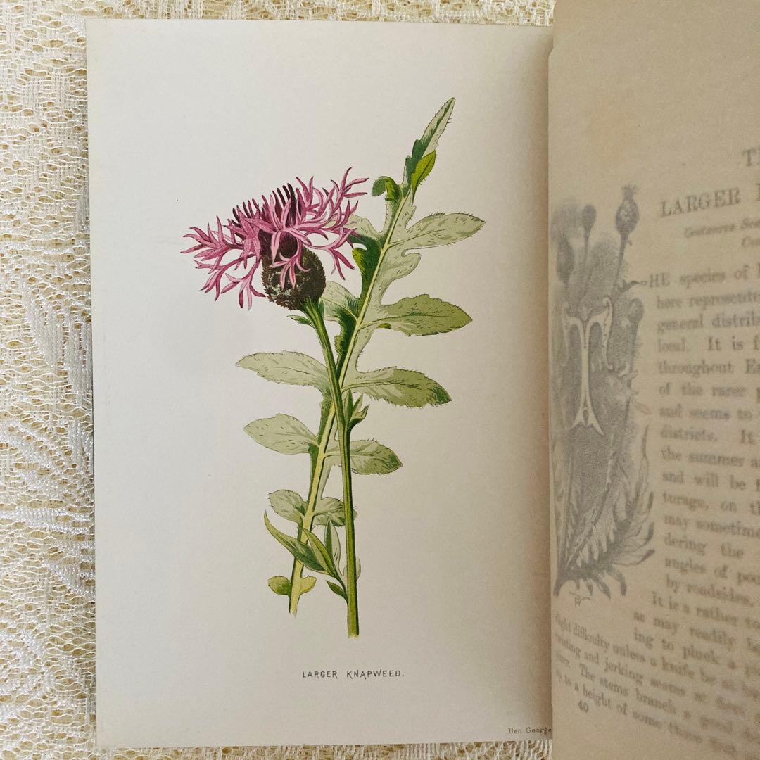 Familiar Wild Flowers　希少なアンティーク植物図鑑　洋書古書