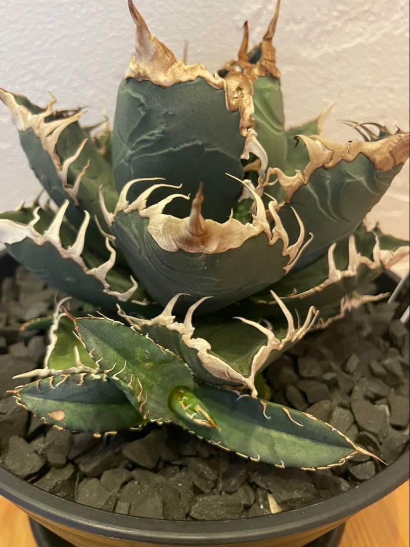 アガベ　チタノタ　シチリア産　オリジナル悪魔君　悪魔くん子株oc