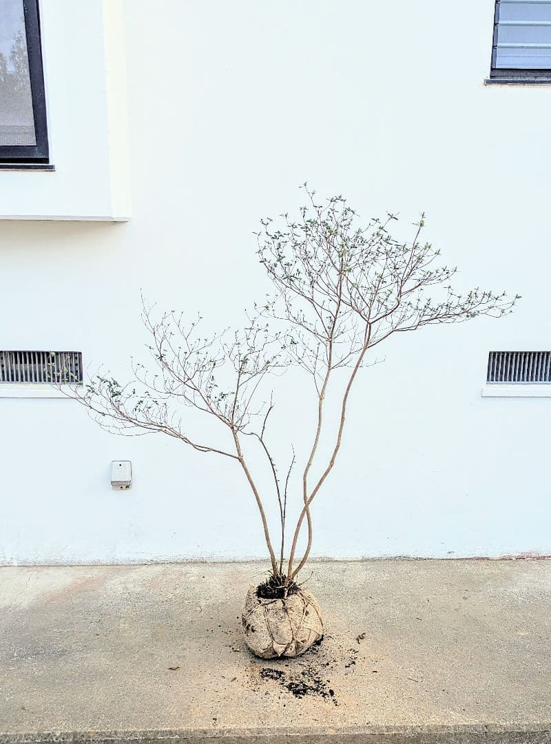 見返り美人。山採りヤマツツジ。