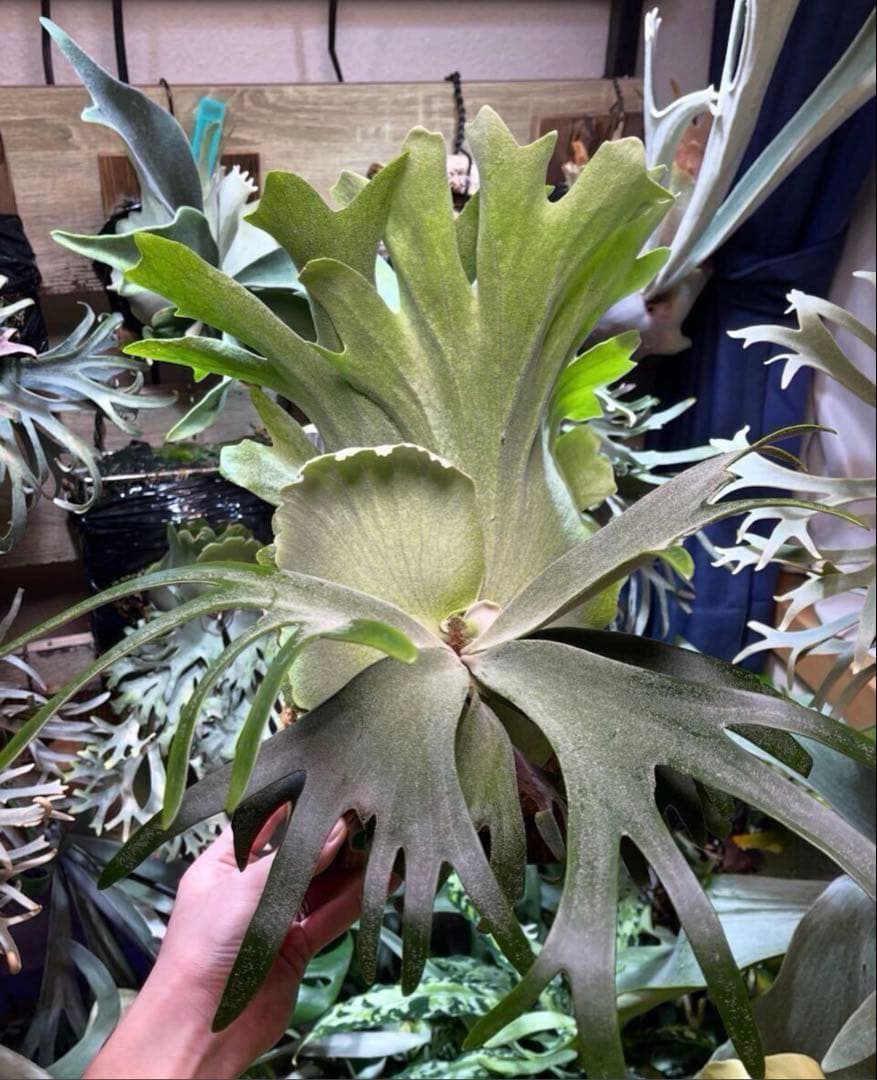 willinckii IZANAGI 伊奘諾 伊弉諾 ビカクシダ Izangi