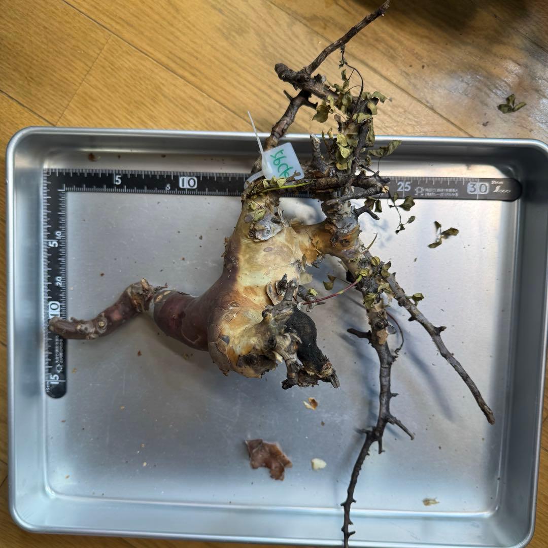 m*o様 コミフォラ ピュア カタフ ソマリア 現地発根株 56CK