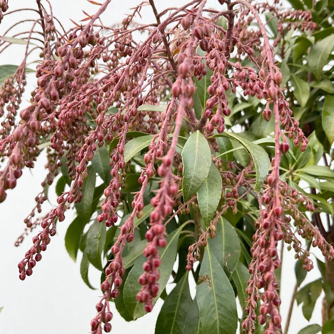 アセビ　白花　/ 74