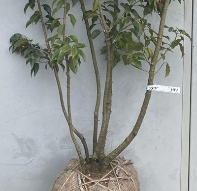 《現品》ソヨゴ　株立ち(雌株・メス株)　樹高1.7ｍ（根鉢含まず）581【苗木】