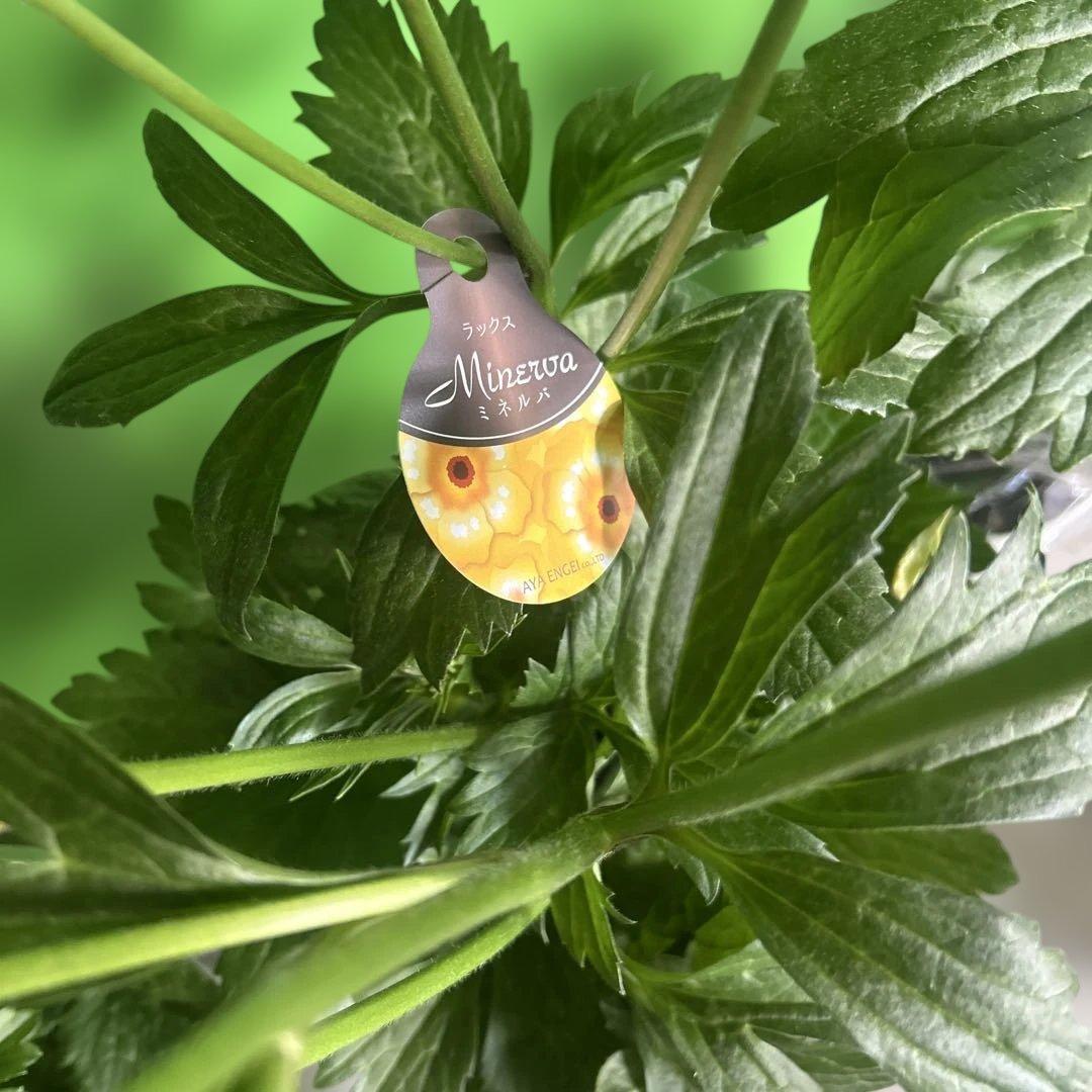 ラナンキュラス苗　ラナンキュラスラックス　6ポット価格