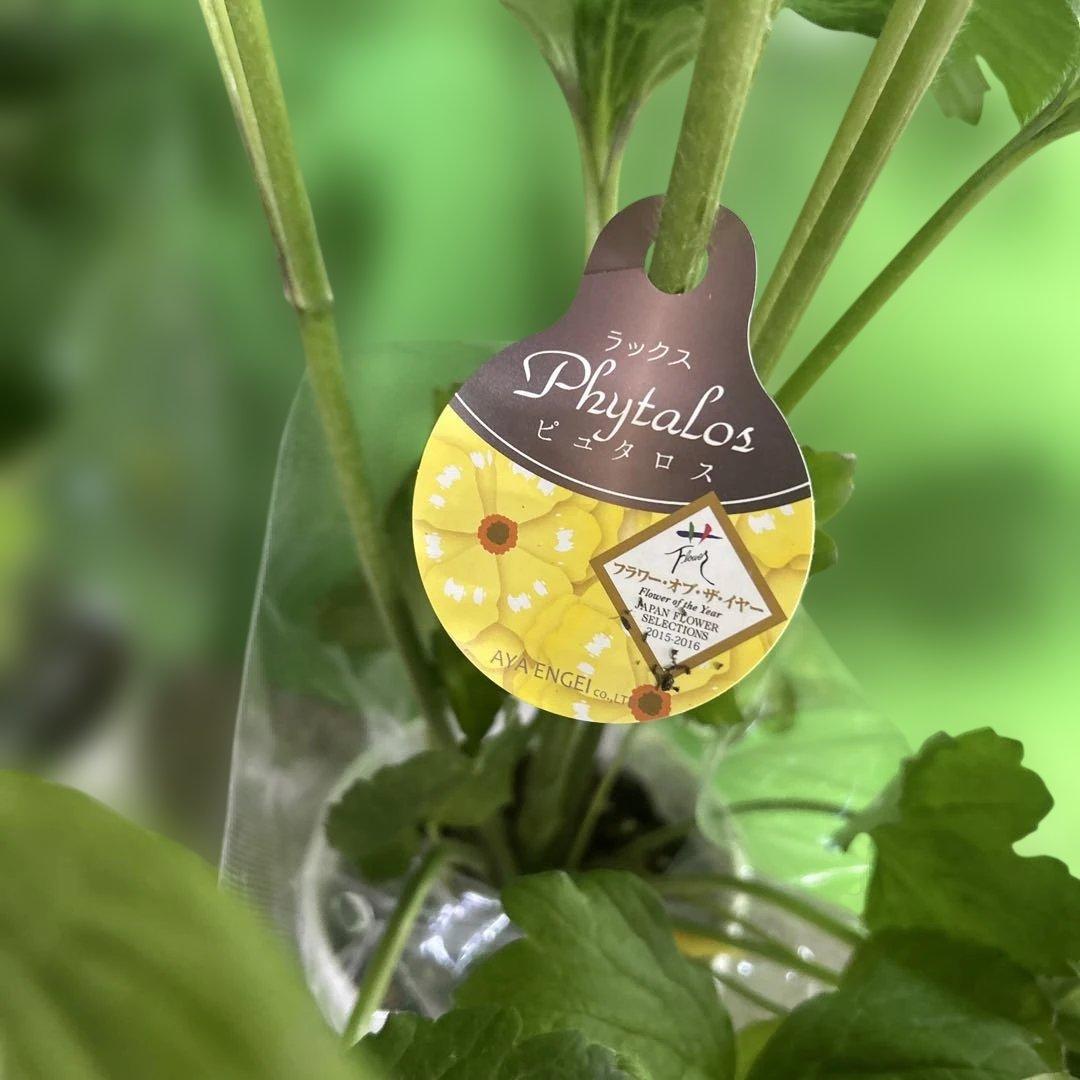 ラナンキュラス苗　ラナンキュラスラックス　6ポット価格