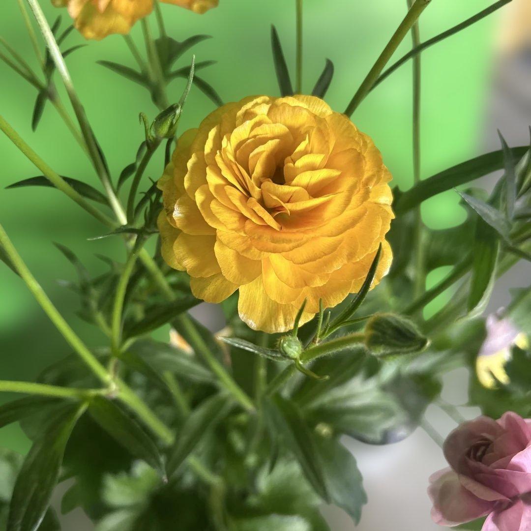 ラナンキュラス苗　ラナンキュラスラックス　6ポット価格