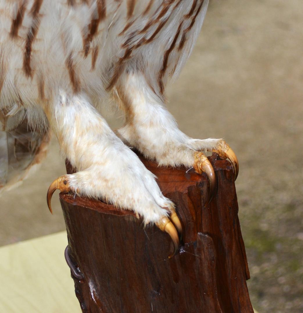本土フクロウ　剥製　インテリア　置物　飾り物「国際希少野生動植物種」指定外