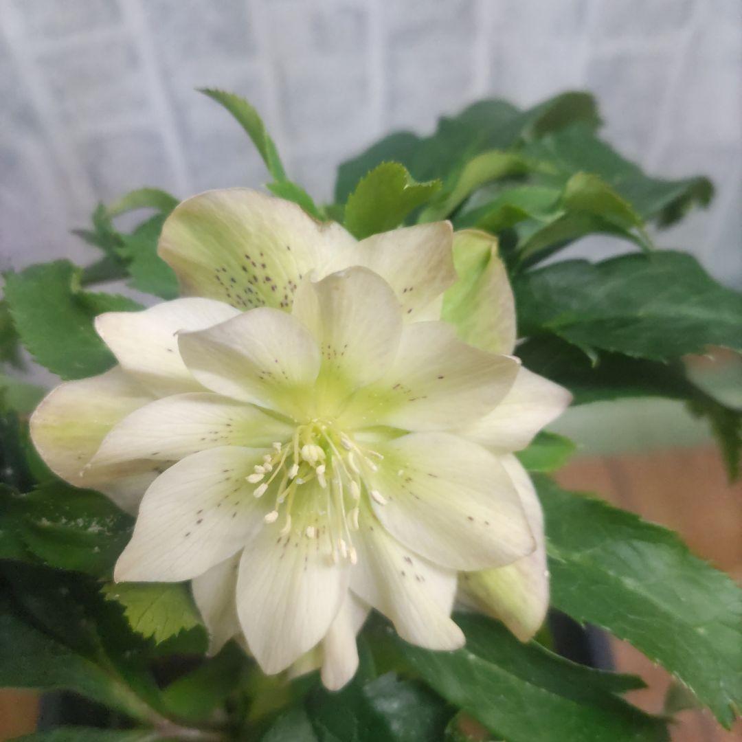 １０日入荷分⭐️クリスマスローズダブル咲き⭐️８鉢セット