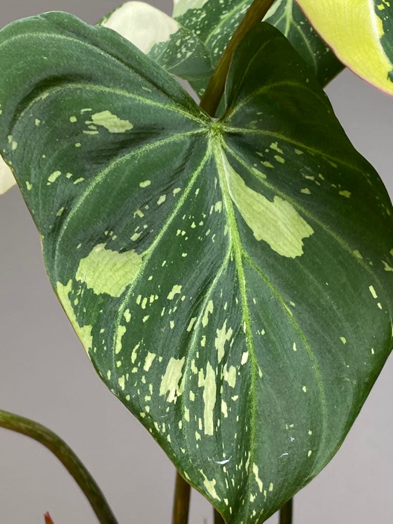 【トリカラー全開‼️】フィロデンドロン　グロリオーサム　トリカラー　斑入り　希少