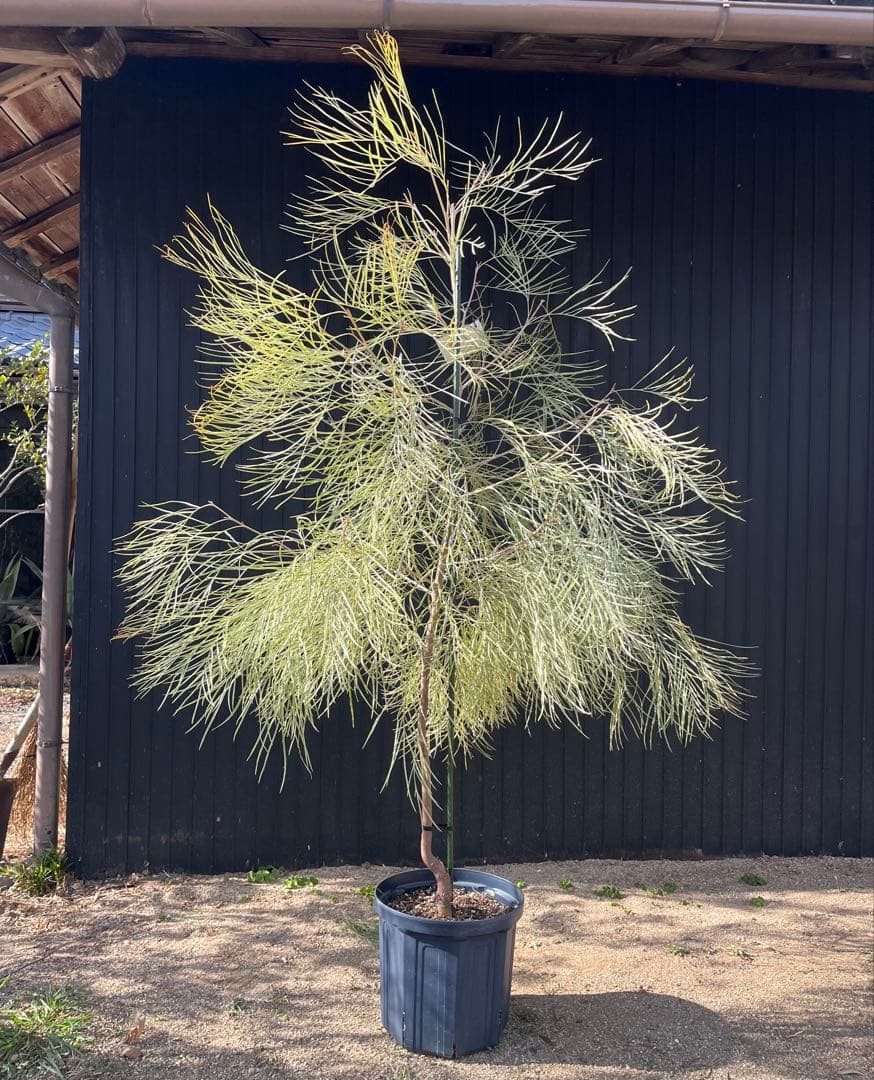 グレビレア ハニーワンダー 大株 オージープランツ