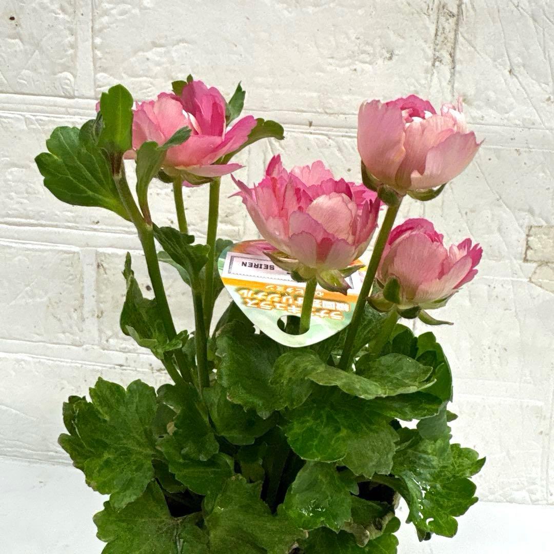 レア♡ラナンキュラス♡セイレン♡3.５号♡メルカリ便