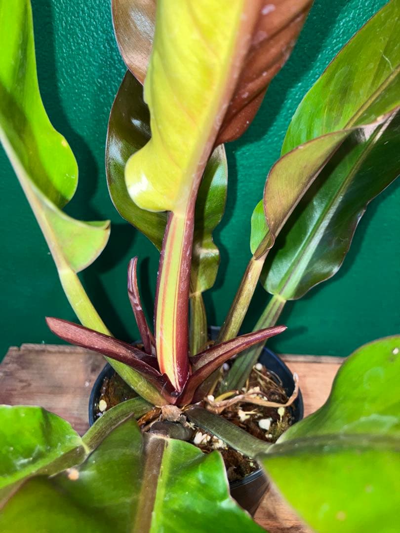Philodendron 'Imperial Yellow Flame'3.5号