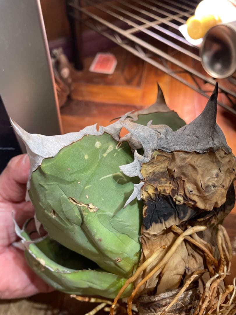 C*A様 アガベ　オテロイ　オアハカ現地球