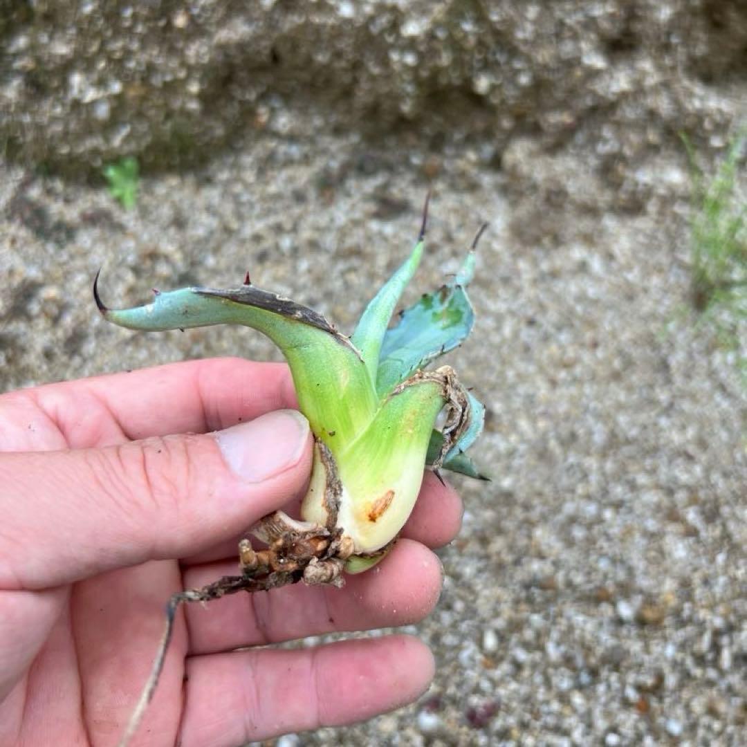 アガベ　スカブラ錦　縞斑　子株　極上縞斑　希少