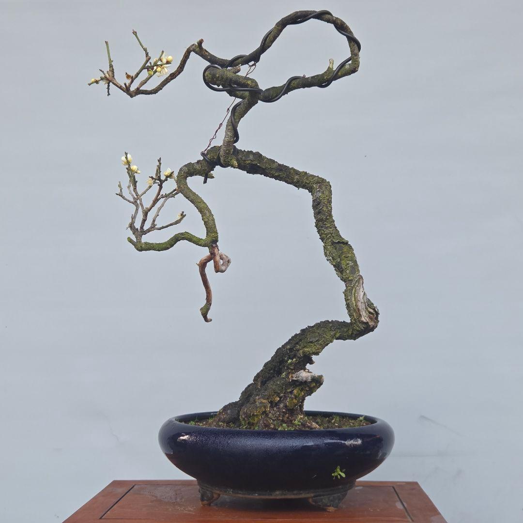 青軸野梅(一重緑萼.白花)　[文人風木]　大品盆栽　梅