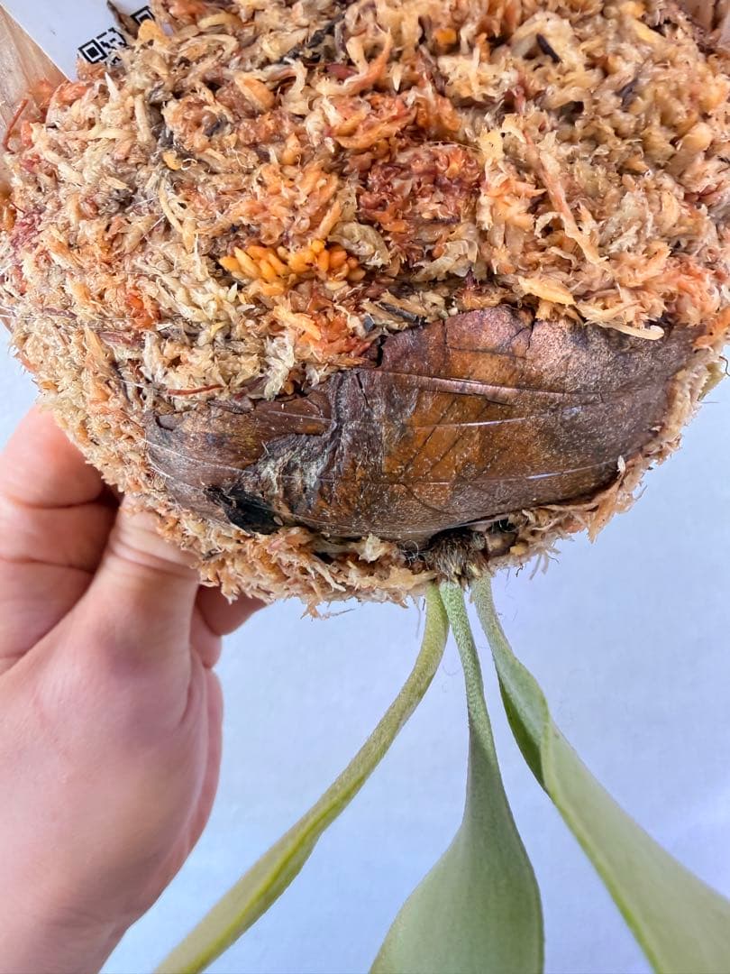 ビカクシダ P.Emma, P.Blue monkey mix spore