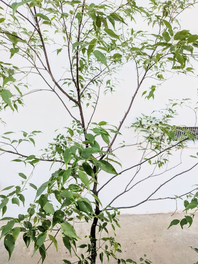 山採りハイノキ。単幹。