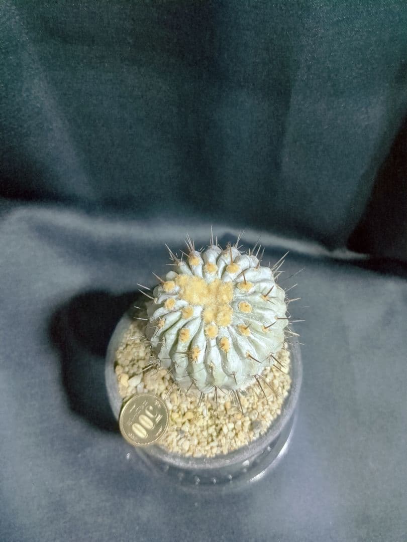 現地球 山木　Copiapoa　コピアポア コルムナアルバ　　孤竜丸