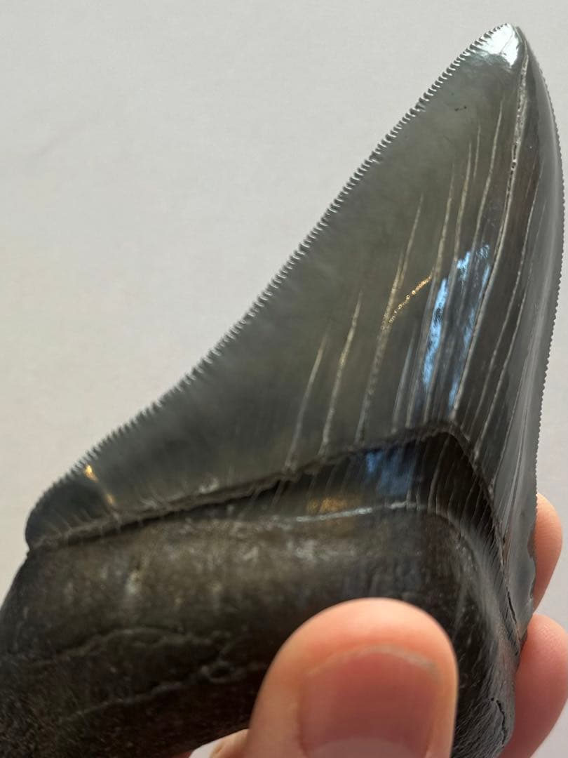 L*9様 【博物館級】宝石のような『メガロドン』の歯の化石