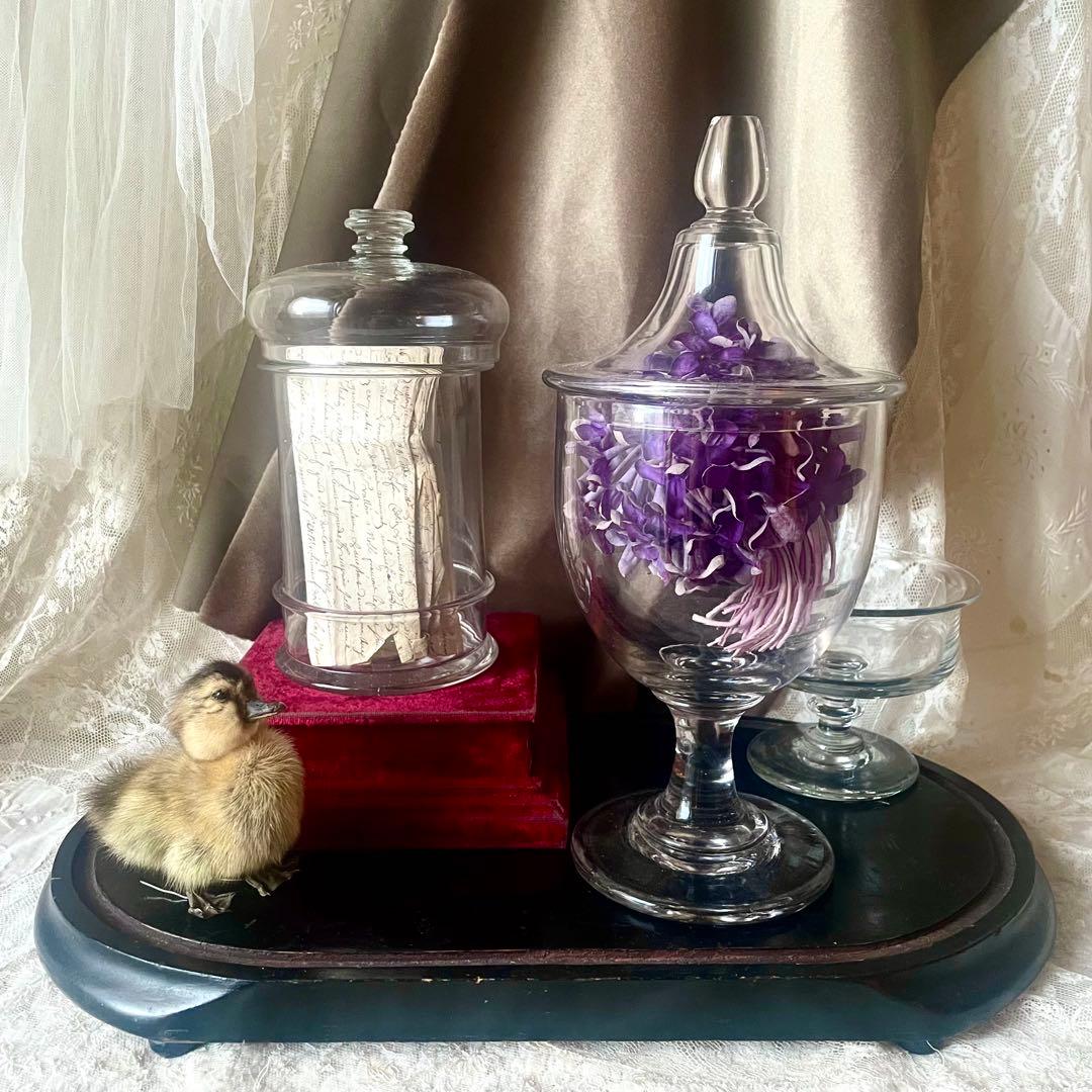 大きな蓋付きガラスボンボニエール　お菓子入れ19世紀店舗什器フランスアンティーク