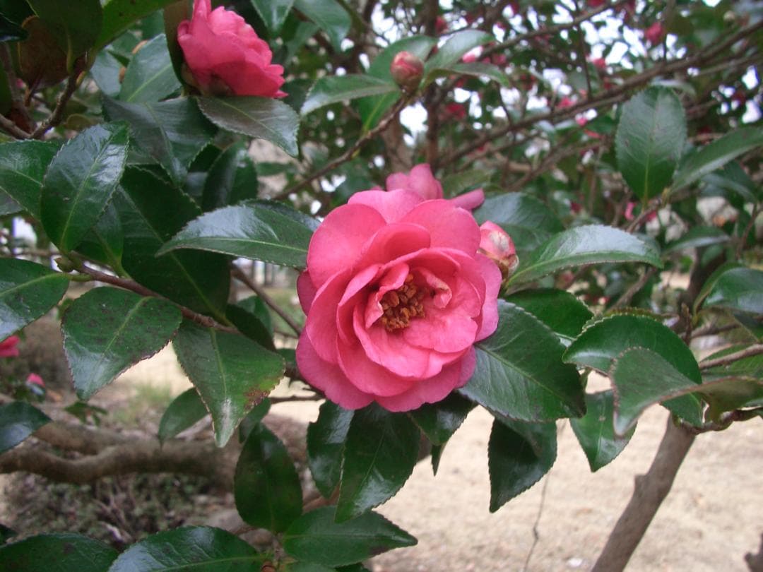 カシオ EXILIM EX-Z4 オールドコンデジ デジカメ バッテリー2個付き