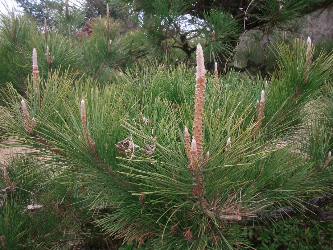 カシオ EXILIM EX-Z4 オールドコンデジ デジカメ バッテリー2個付き