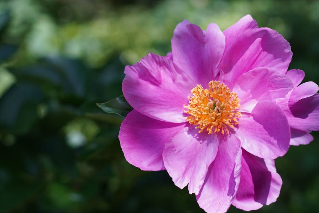 【美品】Nikon Ai 50mm f1.8 シリアルナンバーキリ番