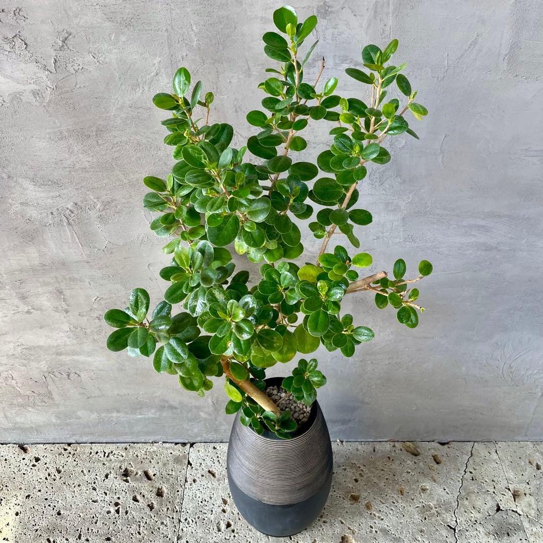 【最高級樹形】　大型　パンダガジュマル　曲がり仕立て　高級陶器鉢　植え込み発送