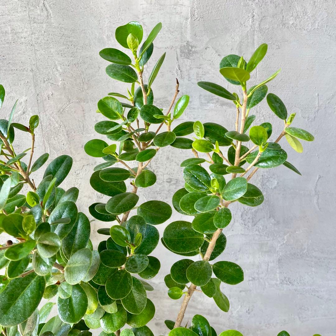 【最高級樹形】　大型　パンダガジュマル　曲がり仕立て　高級陶器鉢　植え込み発送