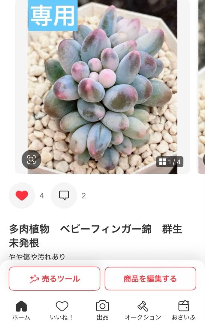 多肉植物　摘芯株　リラシナ錦&リヤド錦&ブルーメタル錦&フラメンコ錦他