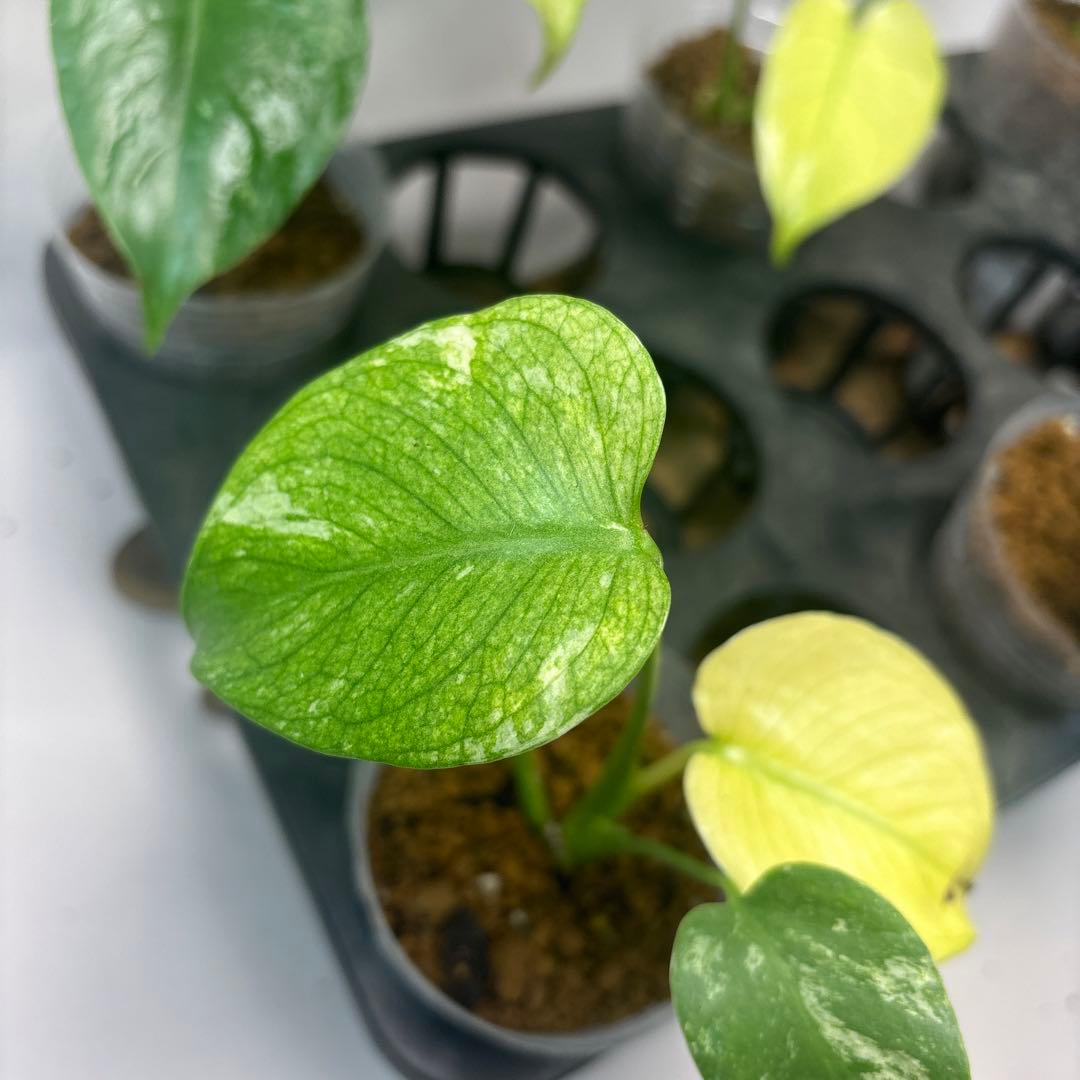 た*ん様 5株セットms42【特別選抜】ホワイトモンスター／天津蘭 モンステラ斑