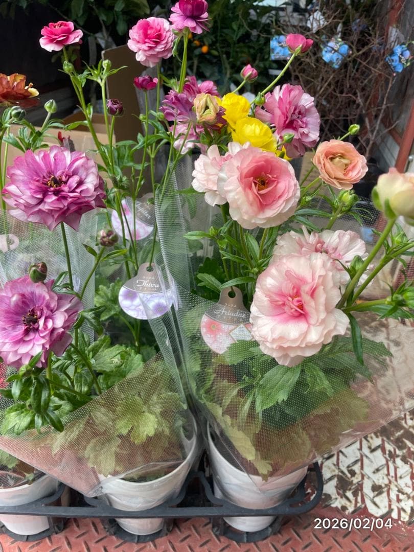 早い者勝ち!!　　　ラナンキュラス　ラックス　6種類　5号　化粧鉢