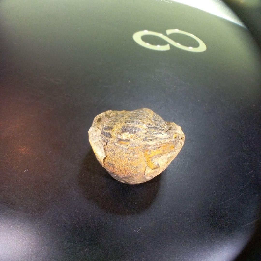 三葉虫　化石　fossil　ボリビア産　trilobite　南アメリカ化石郡④