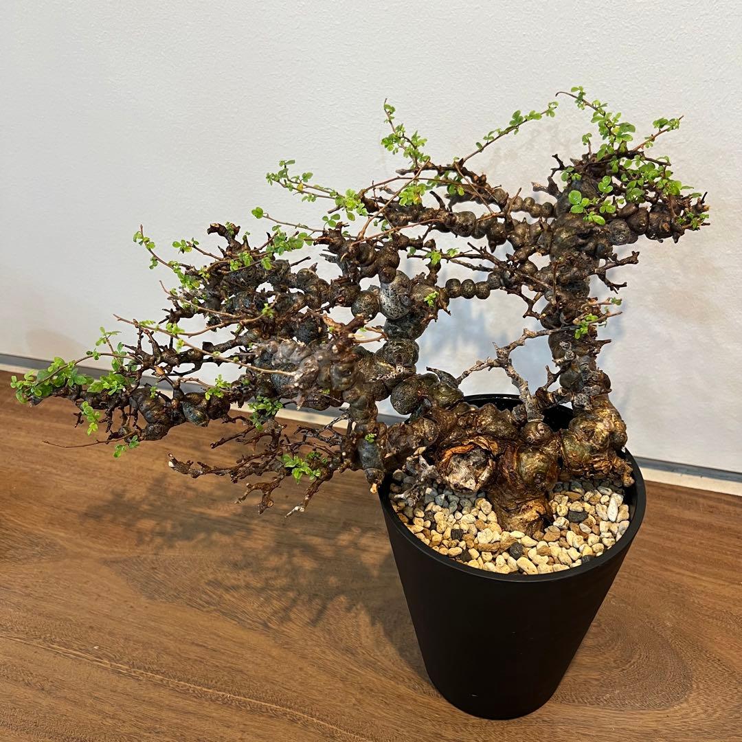 【希少株】コミフォラ エイル 現地球 発根済 塊根植物 サボテン コーデックス