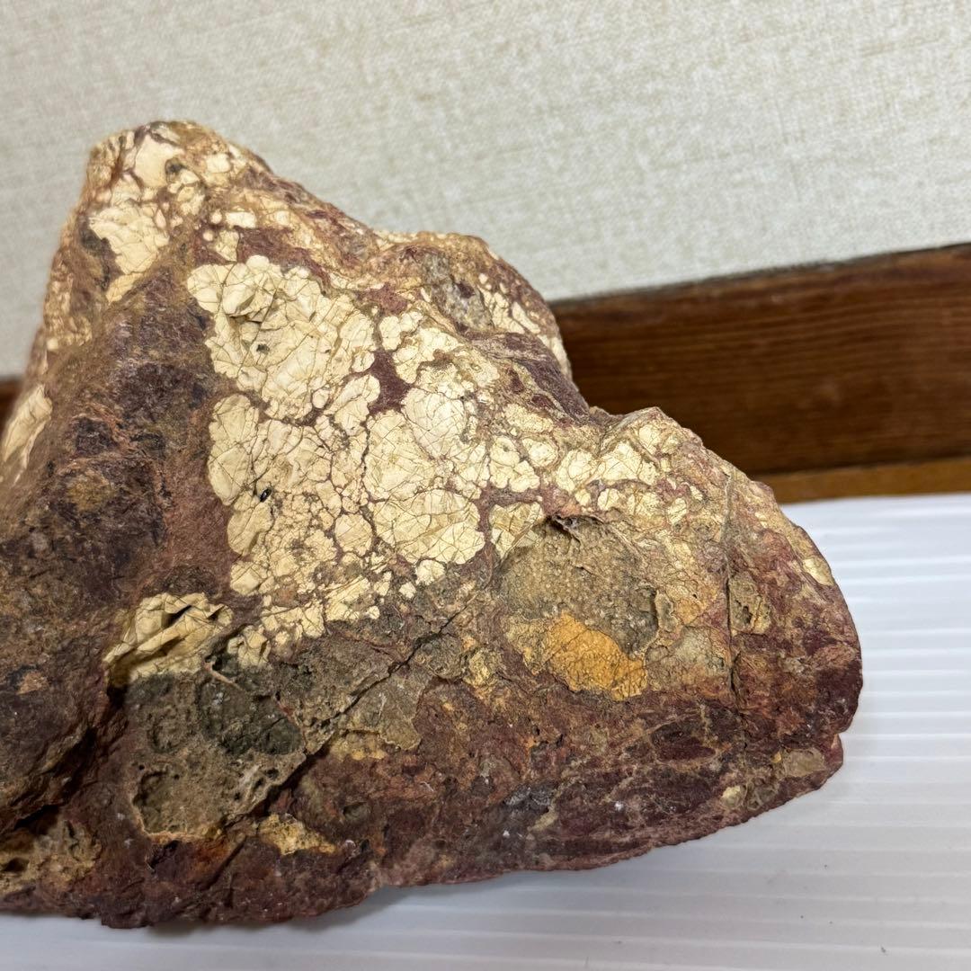 鑑賞石　化石入り？