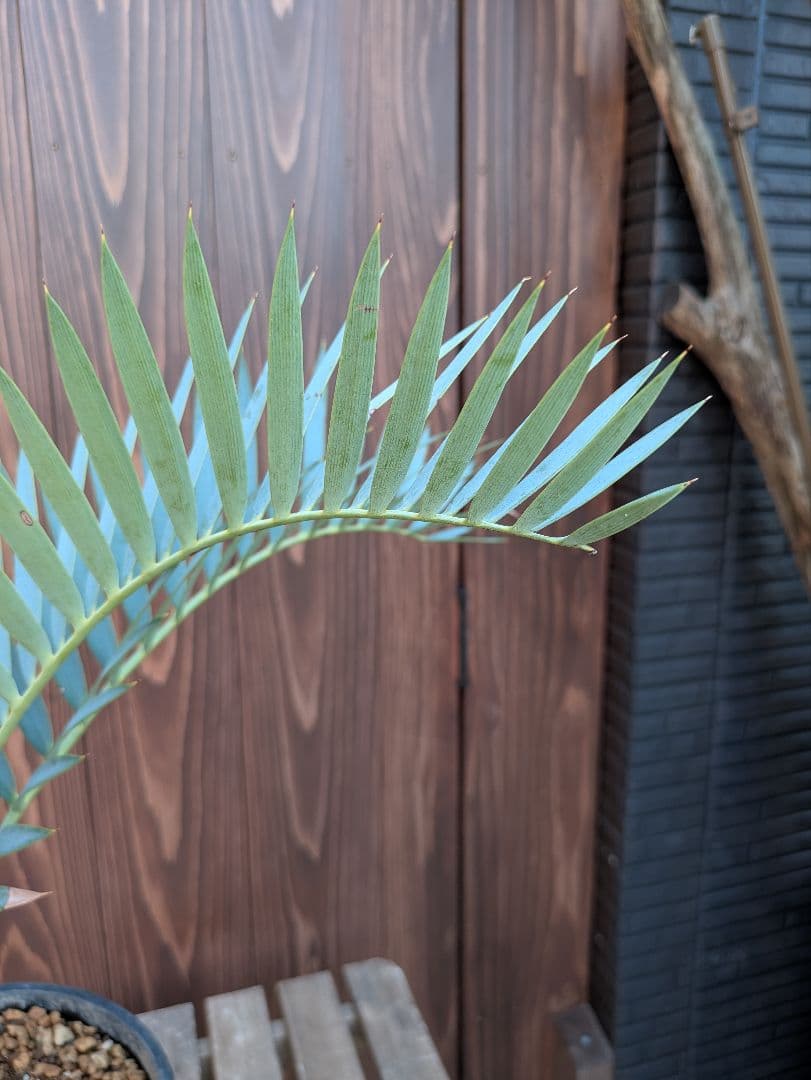 32 エンセファラルトス プリンセプス 最高！！