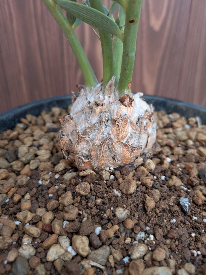 32 エンセファラルトス プリンセプス 最高！！