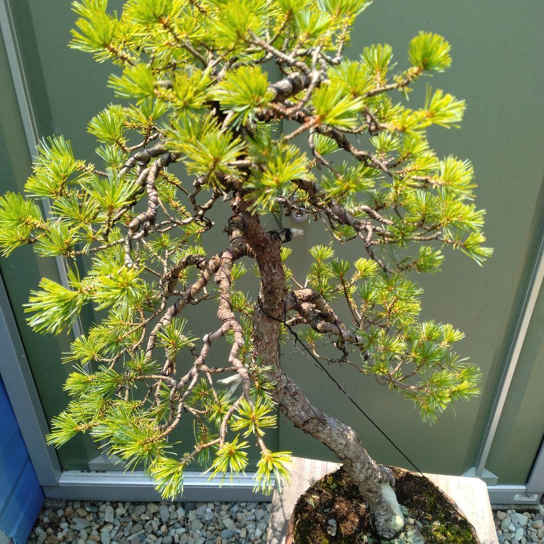 吾妻五葉松。文人造り。