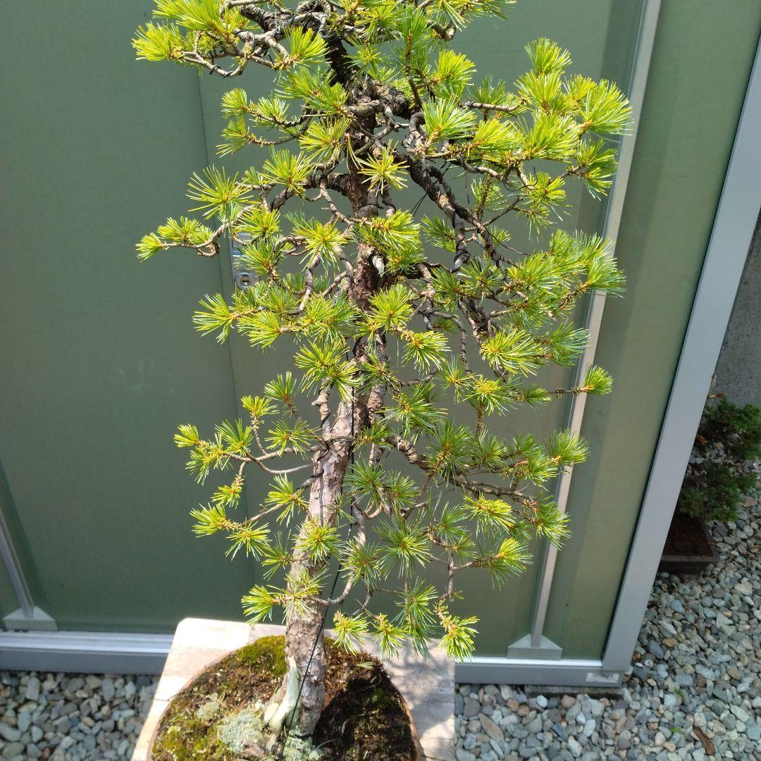 吾妻五葉松。文人造り。