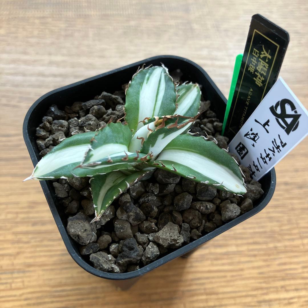 【クリスマスセール】♯13 活着間近　大きめ　アガベ　太陽神錦　白中斑　TC