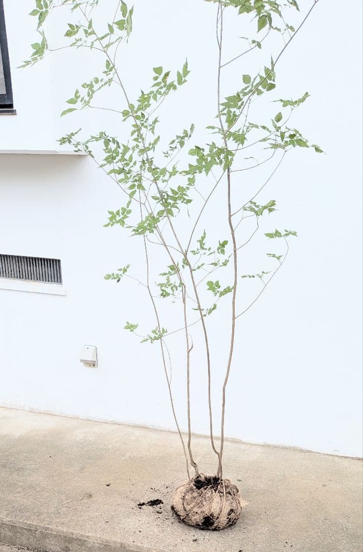 山採りアオダモ。