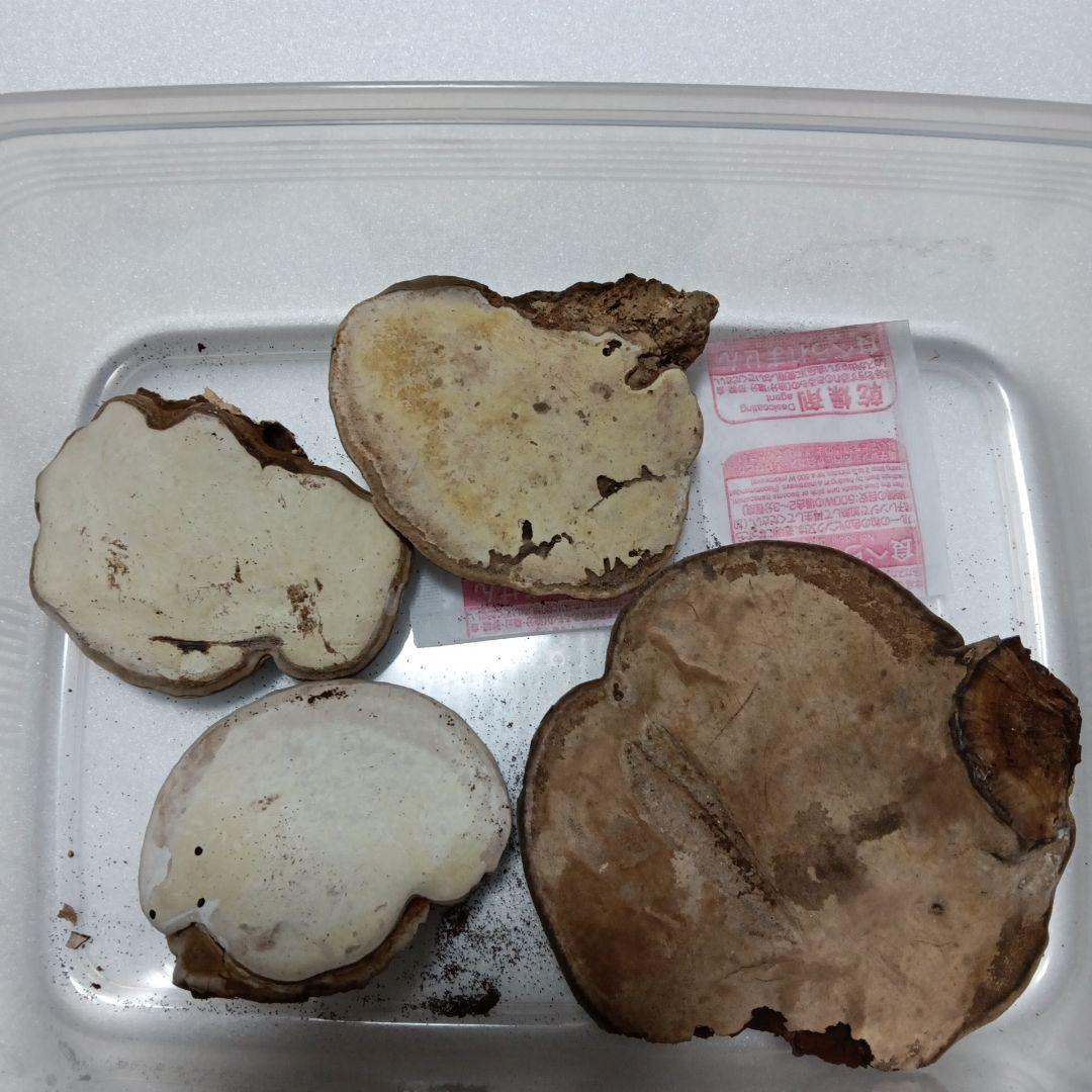 霊芝(古い梅の木、自生のみ)サルノコシカケ厳選　短期間特別セール実施中