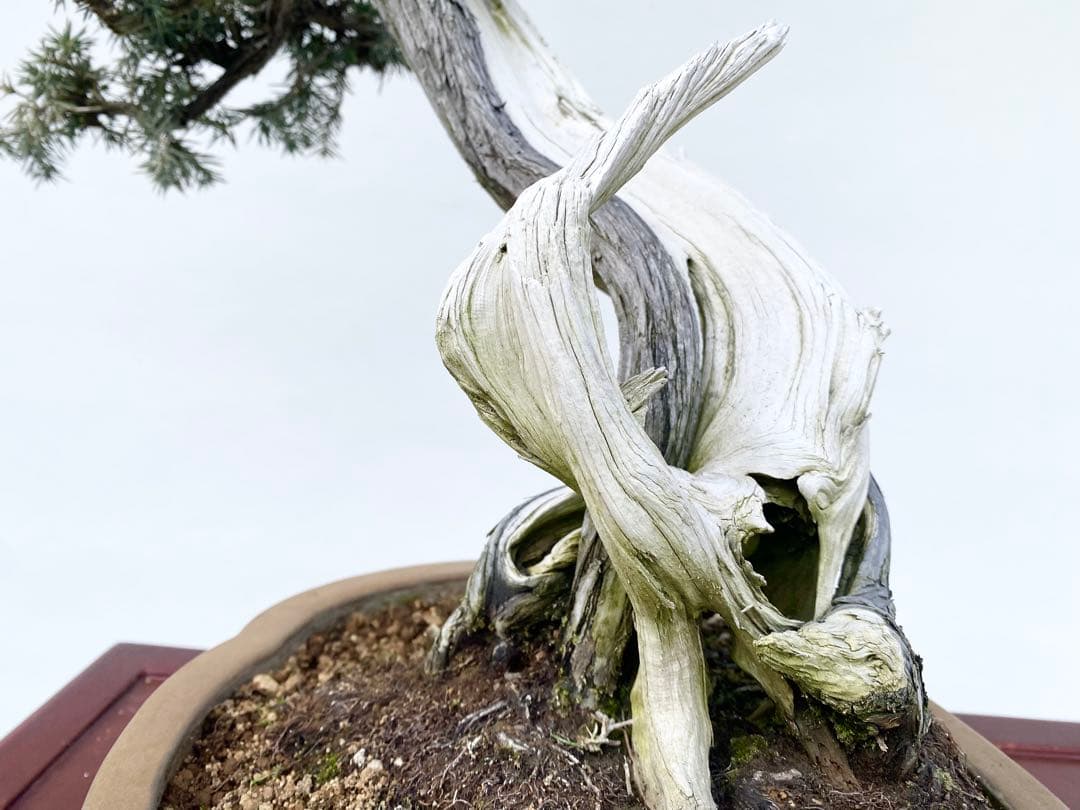 白木盆栽園　山採り　杜松　樹高56センチ　盆栽黒松赤松五葉松真柏雑木観葉植物