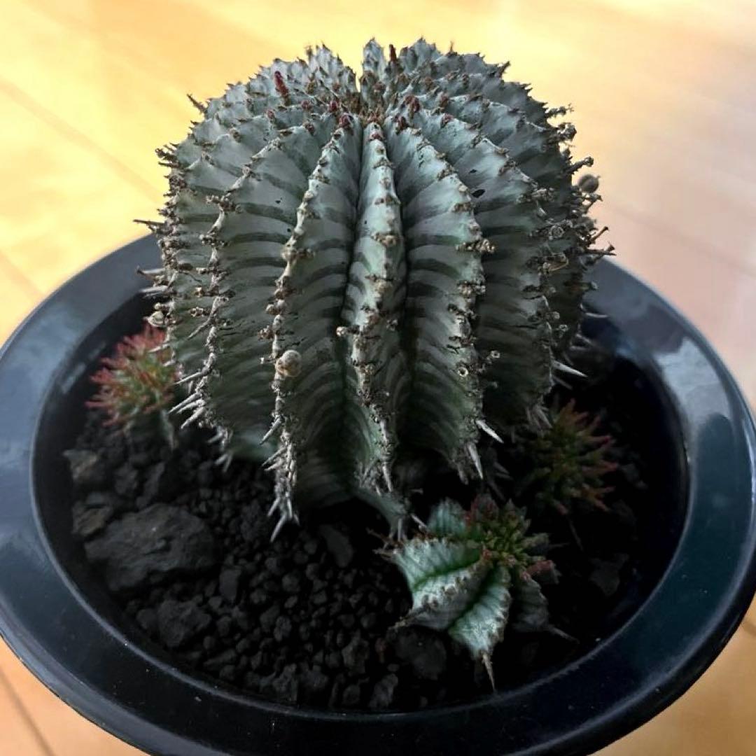 ユーフォルビアホリダ White zebra S胴太 親株 カキ子3株付き 雌株