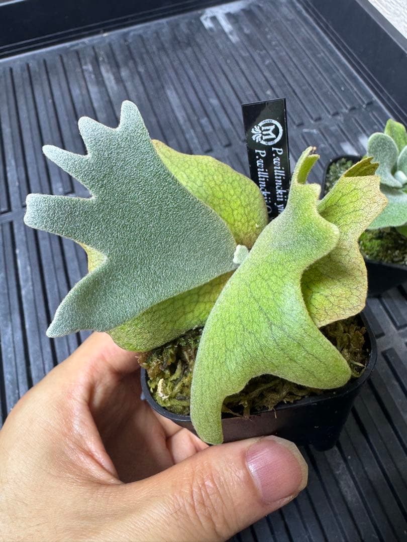 ビカクシダ　2種