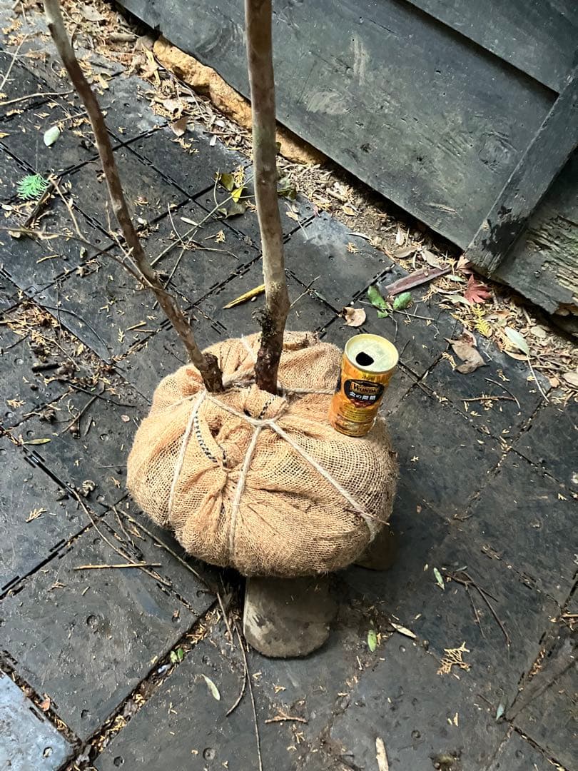 山採り　シャラノキ